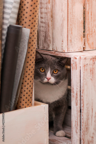 Gray flufy cat sitting in wooden box photo