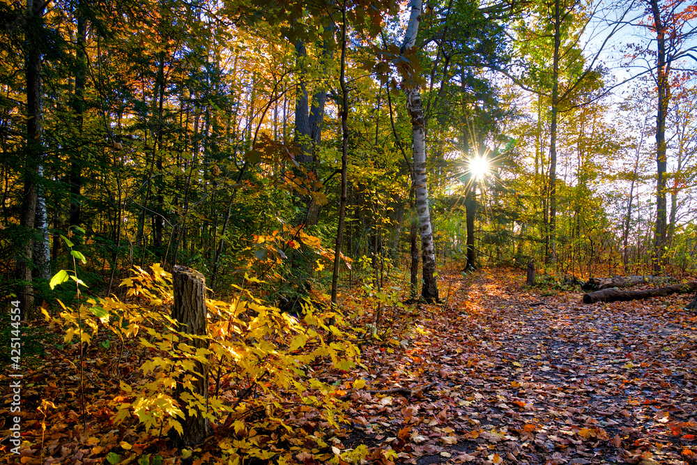 Maple tree leaves covered the ground with a lens flare at the footpath in a National Park Maple tree leaves covered the ground with a lens flare at the footpath in a National Park