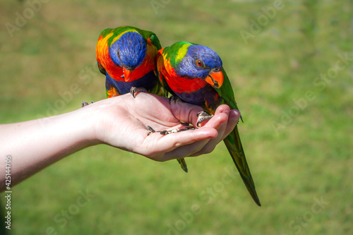 Two rainbow lorikeets feeding out of a hand