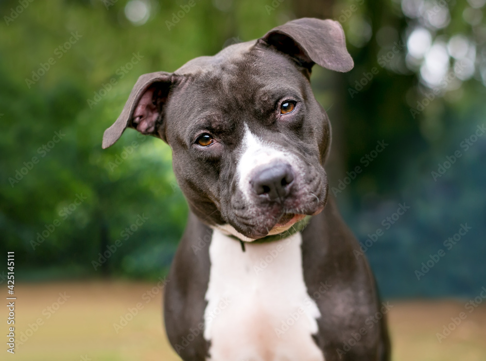 A black and white Pit Bull mixed breed dog looking at the camera with a head tilt