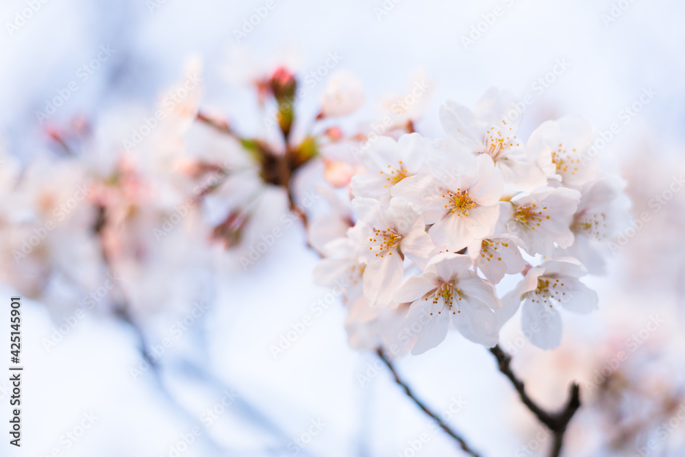 桜　さくら　