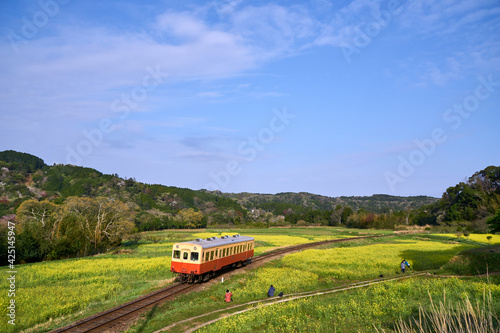 春の小湊鉄道　菜の花畑とレトロ列車　石神の菜の花畑