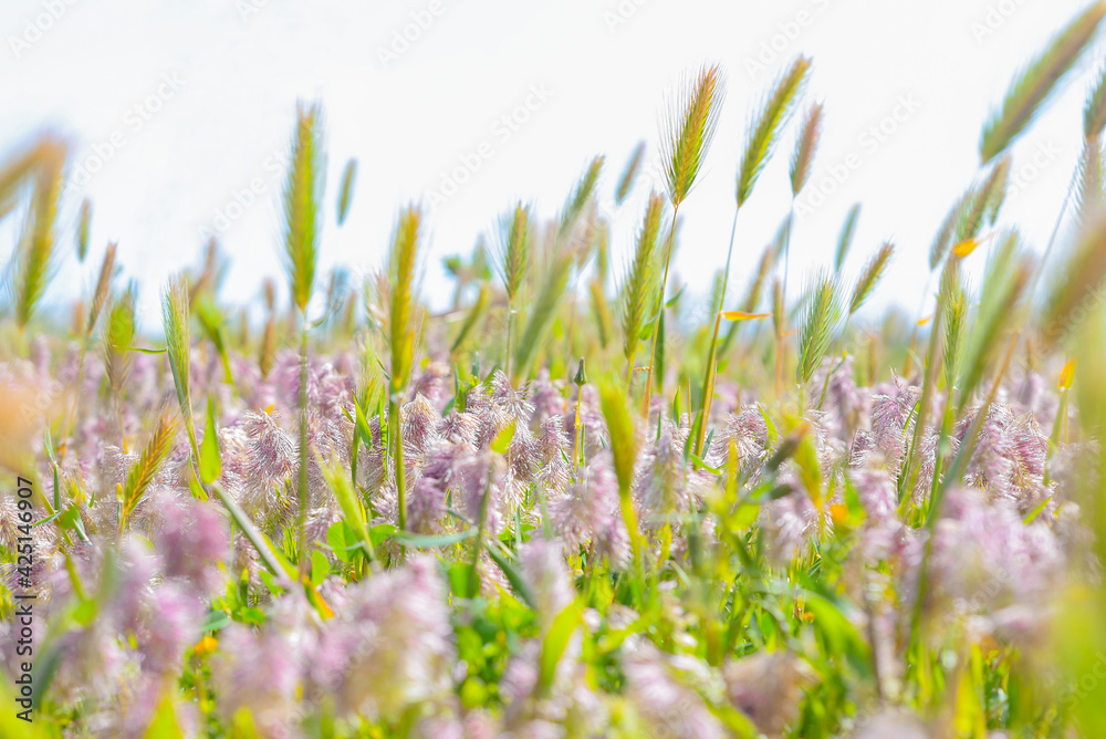 Blurred beautiful summer background fields of herb, pink flowers and spikelets in selective focus. Spring field close up. Spring time Blurred beautiful summer background fields of herb, pink flowers and spikelets in selective focus. Spring field close up. Spring time