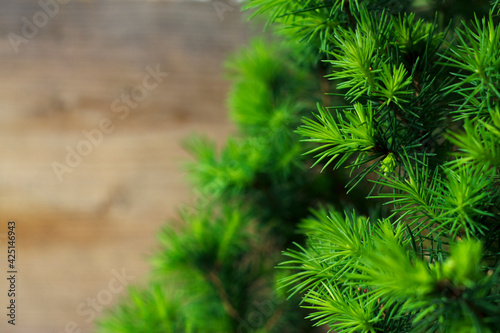 Spring background with young fresh fir branches on the unfocused weathered wooden board. Christmas backdrop with young spruce. Copy space for text and message. Light green sprigs.