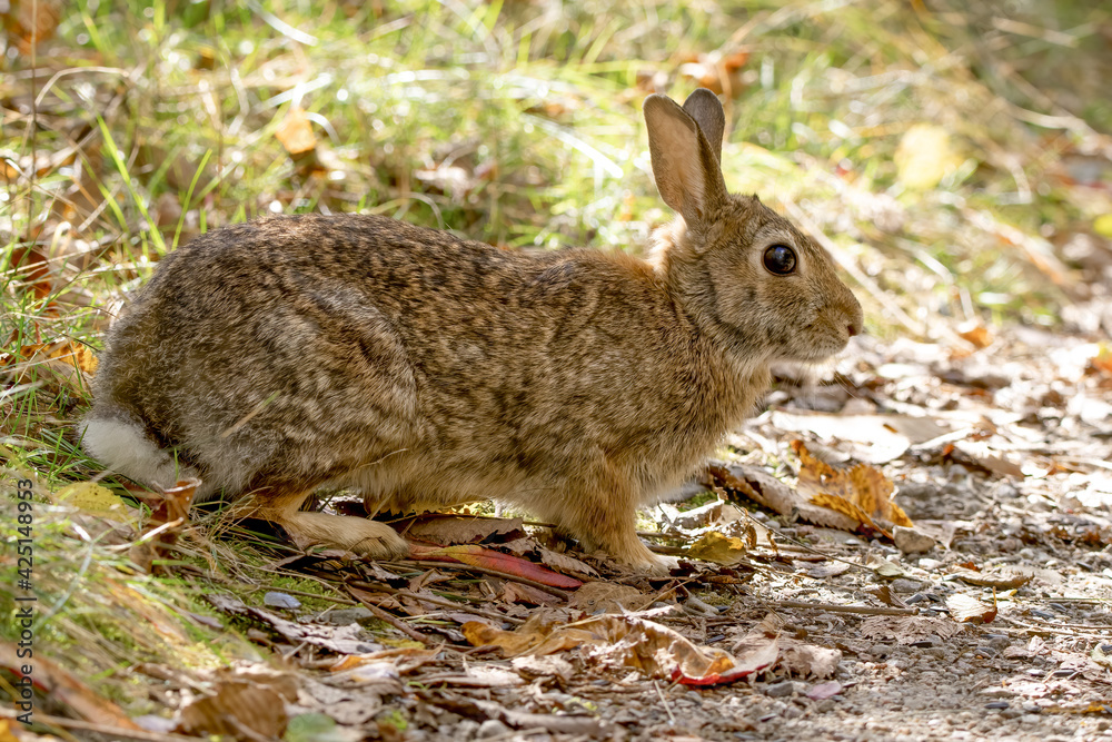 Fototapeta premium Eastern cottontail rabbit about to cross a forest path. Profile view, closeup.