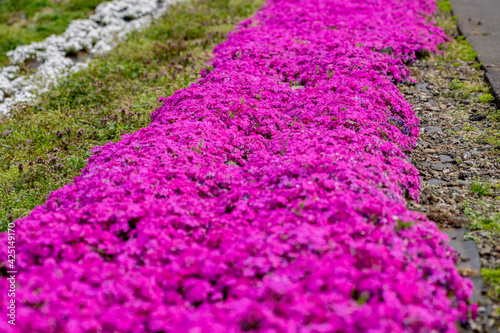 田園地域春の風景