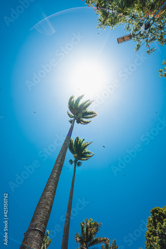 tropical island with palm trees © Hugo