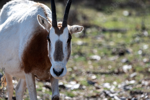 An oryx scimitar  photo