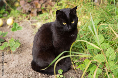 Black bombay cat portrait with yellow eyes sit outdoors in nature in spring summer garden