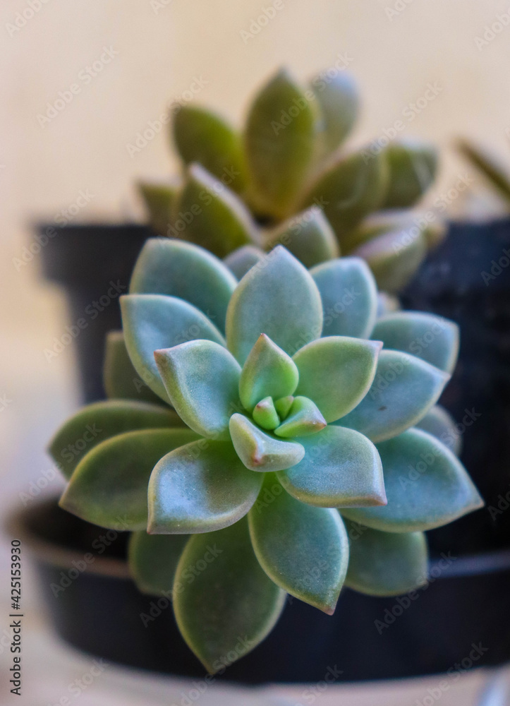 succulent plant succulent plant