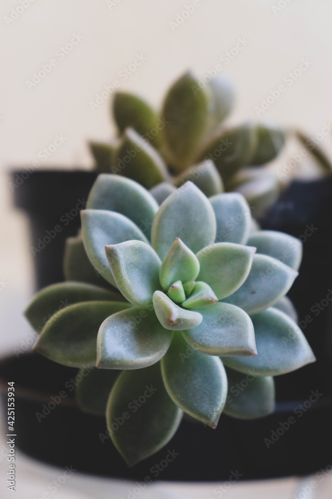 Fototapeta premium succulent plant