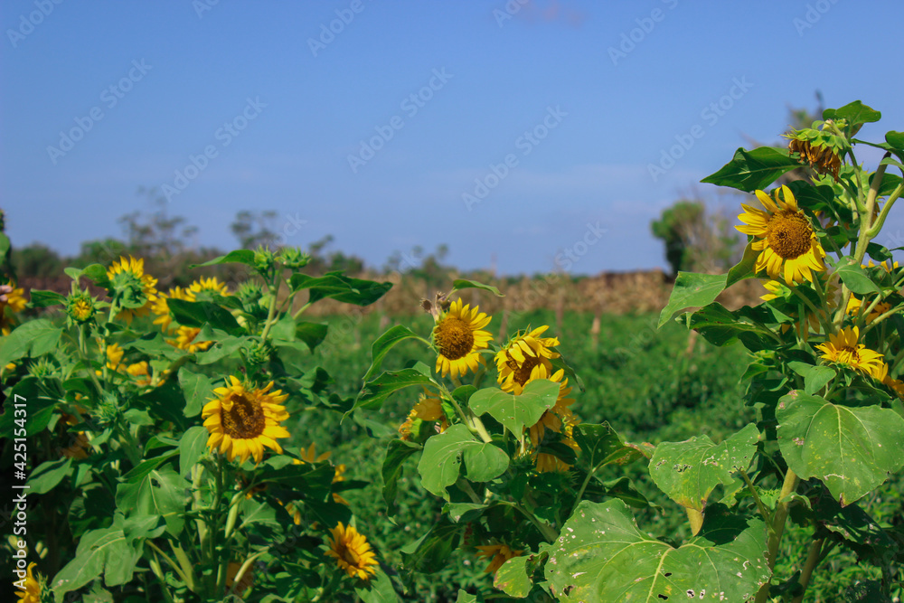 Bunga Matahari or Sunflower in the garden 