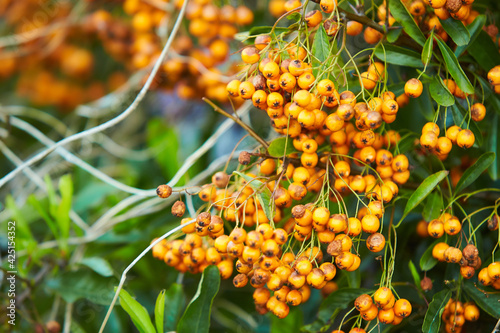 Pyracantha firethorn attractive yellow berries. Pyracantha coccinea orange glow firethorn is excellent evergreen hedge. photo