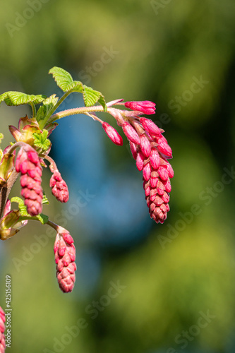 beautiful pink ribes flowers blooming under the sun with green background in the park