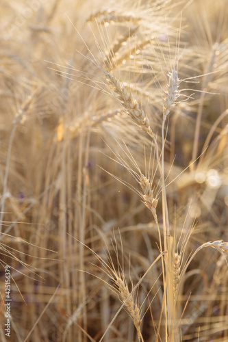 Wheat ears are ripe. Sunlight breaks through the ears. High quality photo