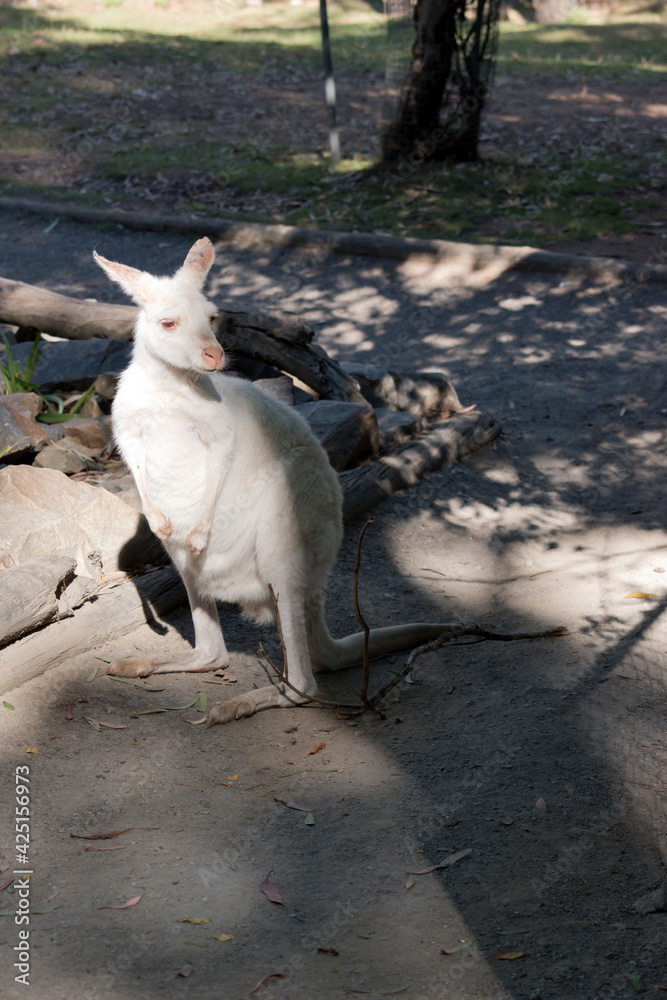 this is an albino western grey grey kangaroo this is an albino western grey grey kangaroo