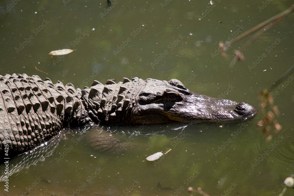 this is a close up of an American alligator this is a close up of an American alligator