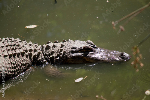 this is a close up of an American alligator