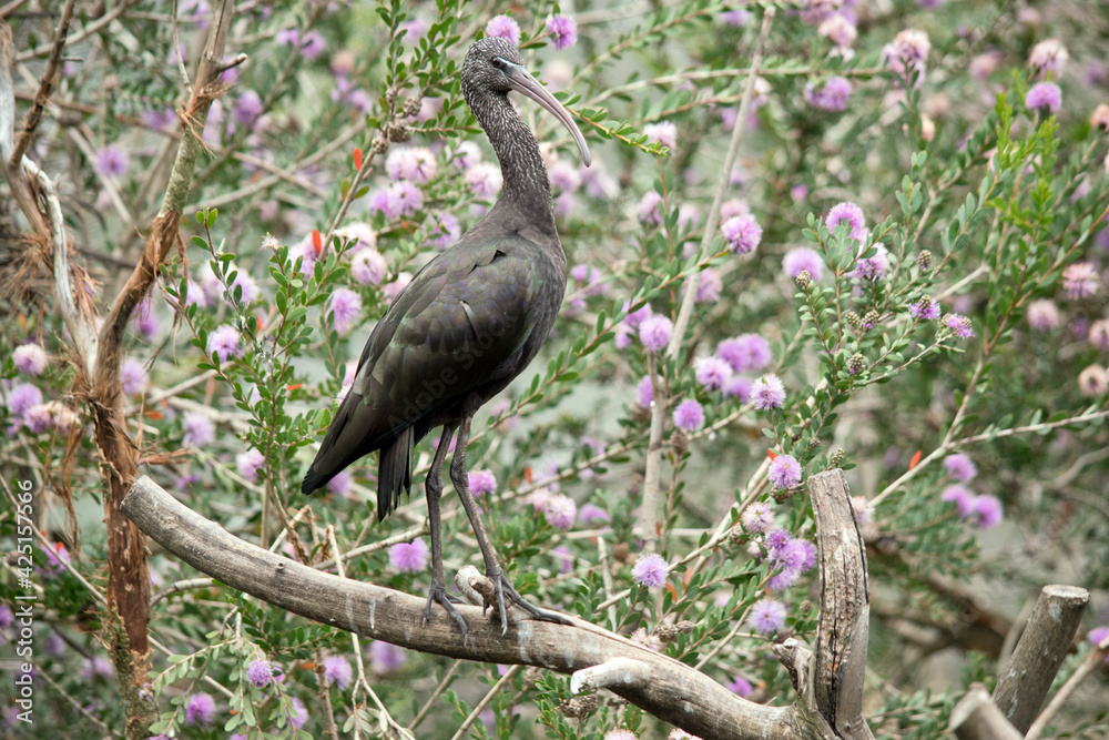 the glossy ibis is perched on a bush the glossy ibis is perched on a bush