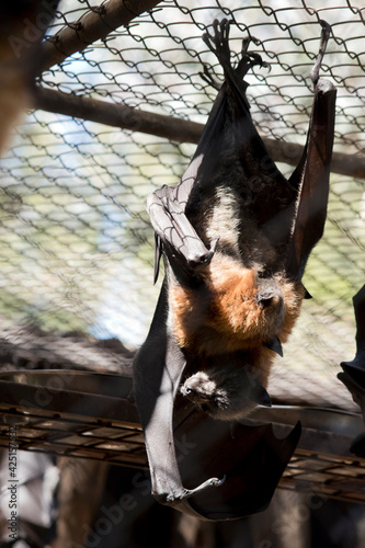 the young fruit bat is being cuddled by its mother