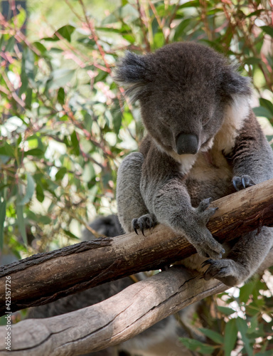 Fototapeta Naklejka Na Ścianę i Meble -  the koala is resting on a tree branch