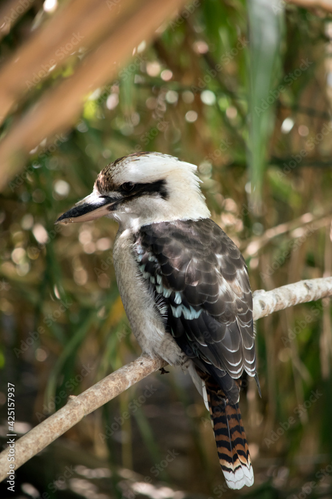 Fototapeta premium the laughing kookaburra is sitting on a branch