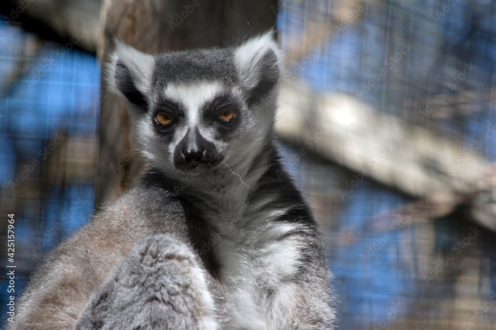 Fototapeta premium this is a close up of a ring tail lemur