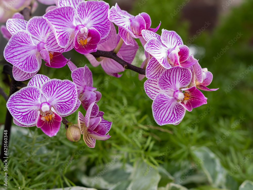 Pink Orchids in the spring in a tropical environment, in bloom for a pretty flower. Pink Orchids in the spring in a tropical environment, in bloom for a pretty flower.