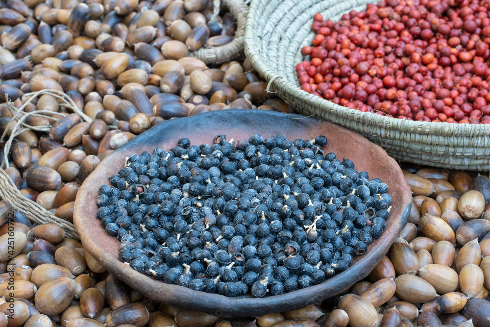 Fototapeta premium Fall harvest of wild foods