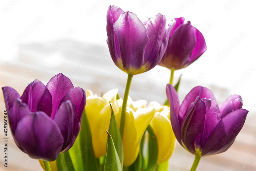 Purple and orange bunch of tulip flowers in home decor setting with white, house background and light shining in. 