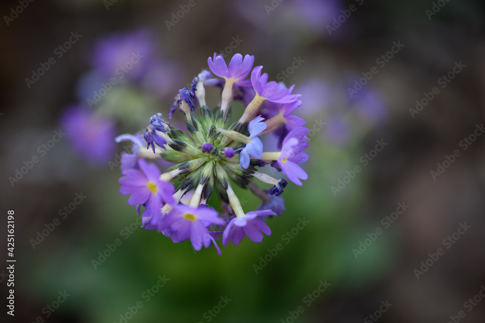 small purple lavender flowers in a bunch small purple lavender flowers in a bunch