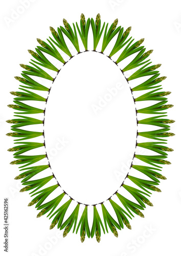 Spring. They cursed from the bulbs of hyacinth. Frame on a vertical white sheet of A4 format.