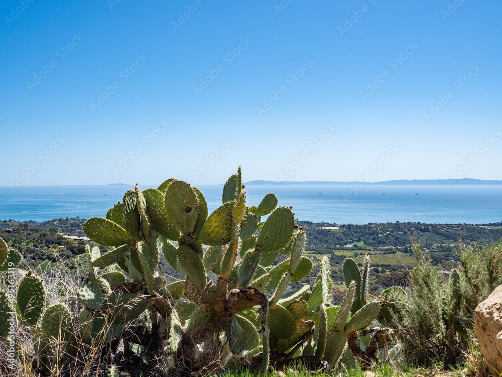 Prickly Pear Cactus (Opuntia oricola) Old Romero Canyon Trail in Montecito, California near Santa Barbara with Pacific Ocean and Channel Islands in the background on a clear, sunny spring day Prickly Pear Cactus (Opuntia oricola) Old Romero Canyon Trail in Montecito, California near Santa Barbara with Pacific Ocean and Channel Islands in the background on a clear, sunny spring day