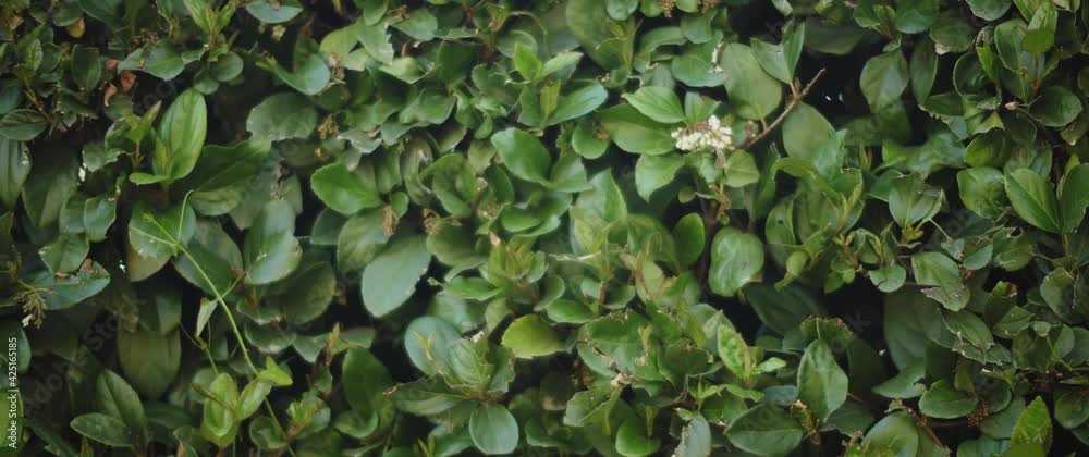 Beautiful green plants nature background. Slow motion. Beautiful green plants nature background. Slow motion.