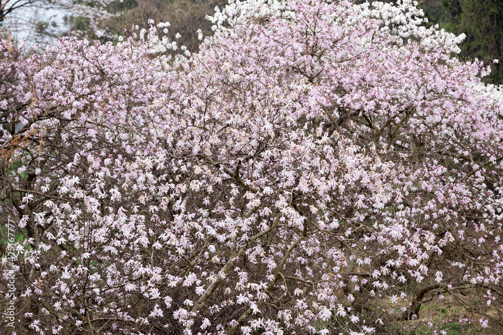 Magnolia kobus (mokryeon, kobus magnolia or kobushi magnolia) blossoms at Tabika Magnolia Stellata Community, Tabika, Komono, Mie, Japan Magnolia kobus (mokryeon, kobus magnolia or kobushi magnolia) blossoms at Tabika Magnolia Stellata Community, Tabika, Komono, Mie, Japan