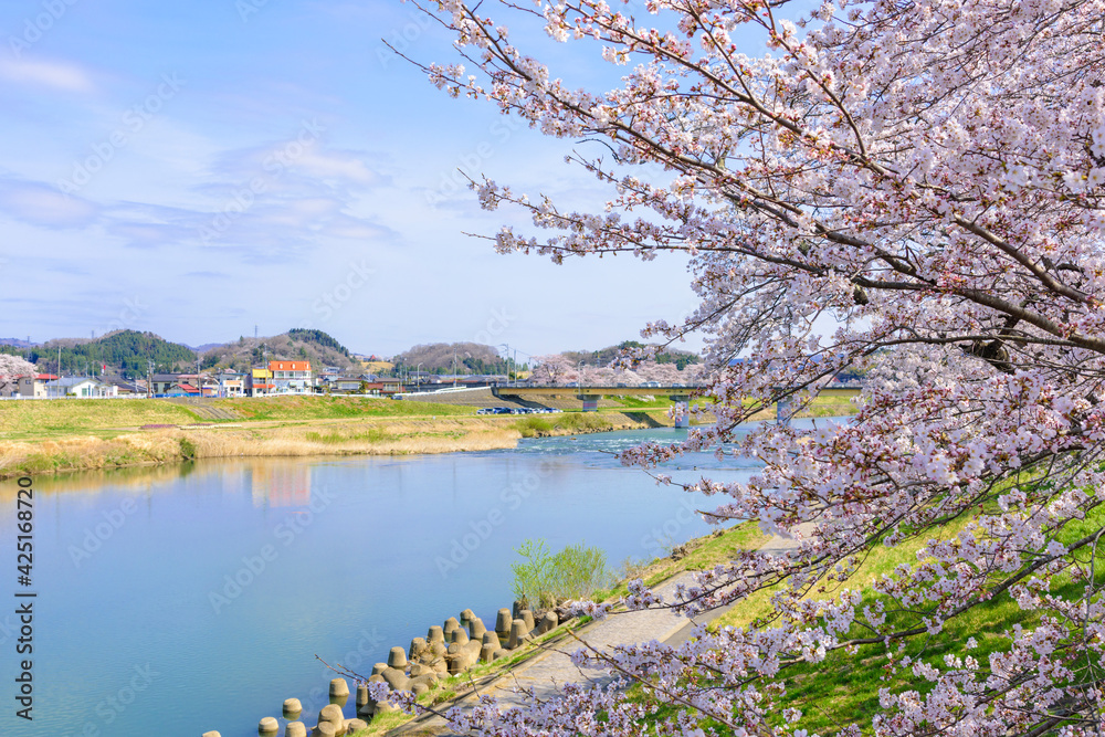 一目千本桜 宮城県 大河原町 一目千本桜 宮城県 大河原町