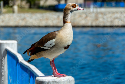 Egyptian Goose (Alopochen aegyptiaca) is standing on a concrete post, with blue lake water in the background in Santa Ana, CA.