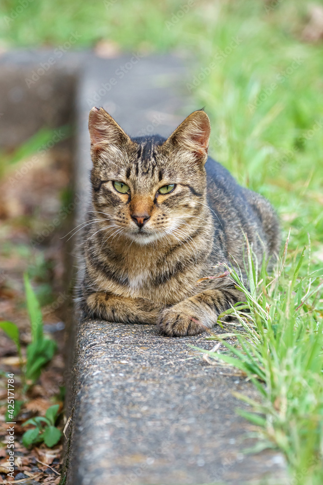 野良猫のポートレート 野良猫のポートレート