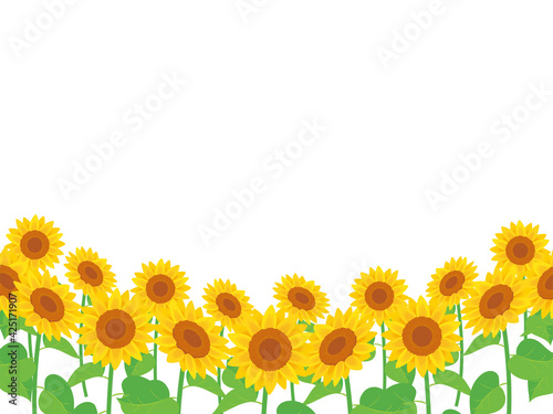 Sunflower field background ひまわり畑の背景