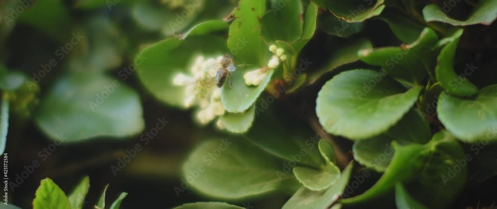 Close up of one honey bee flying around flowers. Slow motion, shallow depth of field. 