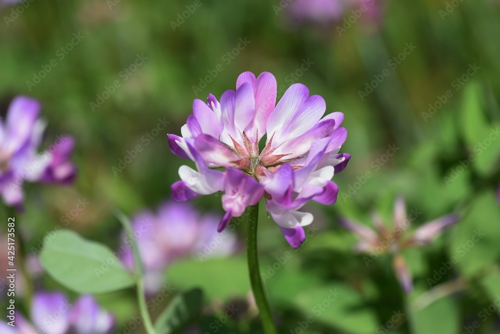 Chinese milk vetch in full bloom. Chinese milk vetch in full bloom.