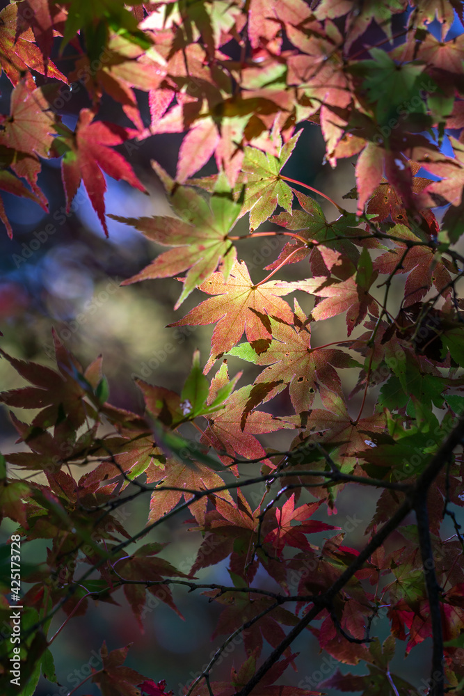 紅葉 秋のイメージ 紅葉 秋のイメージ