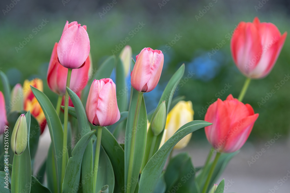Fototapeta premium チューリップの花 春のイメージ