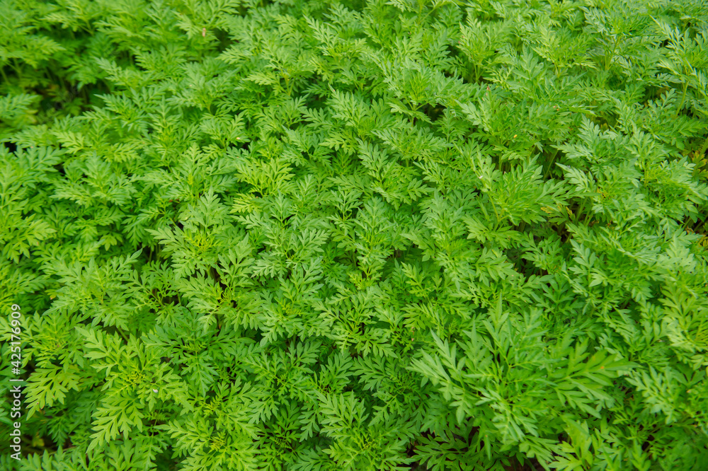 Fresh green leaf background picture Fresh green leaf background picture