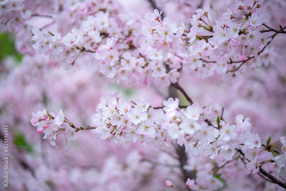 桜の花 春のイメージ 桜の花 春のイメージ
