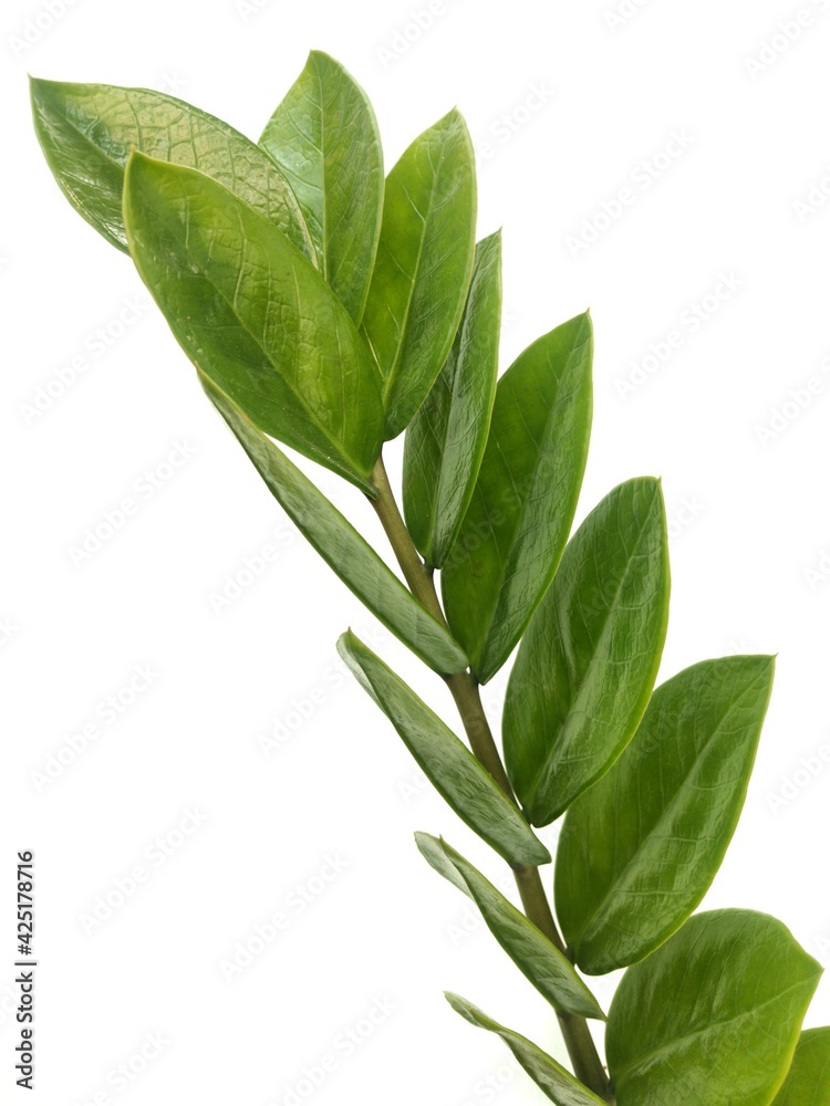 Fototapeta premium leaves