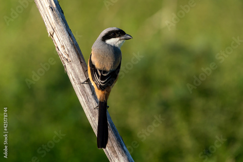 Long-tailed shrike perching on the tree branch with green background.