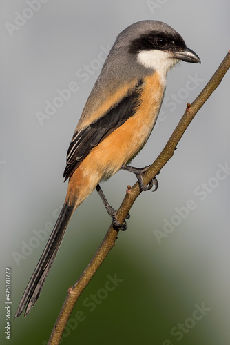 Long-tailed shrike perching on the tree branch with grey background.