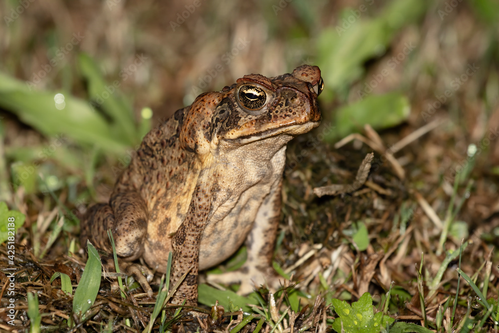 Cane Toads are an introduced pest to Australia and is a native to South and mainland Central America. Also known as Marine toad. Nature concept. Cane Toads are an introduced pest to Australia and is a native to South and mainland Central America. Also known as Marine toad. Nature concept.