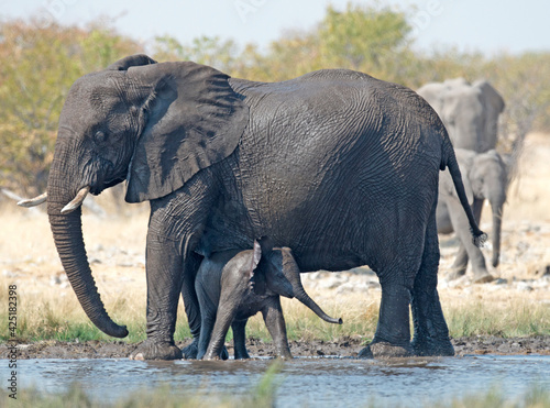 Photography Etosha National Park Namibia,  elephants with young calf.
